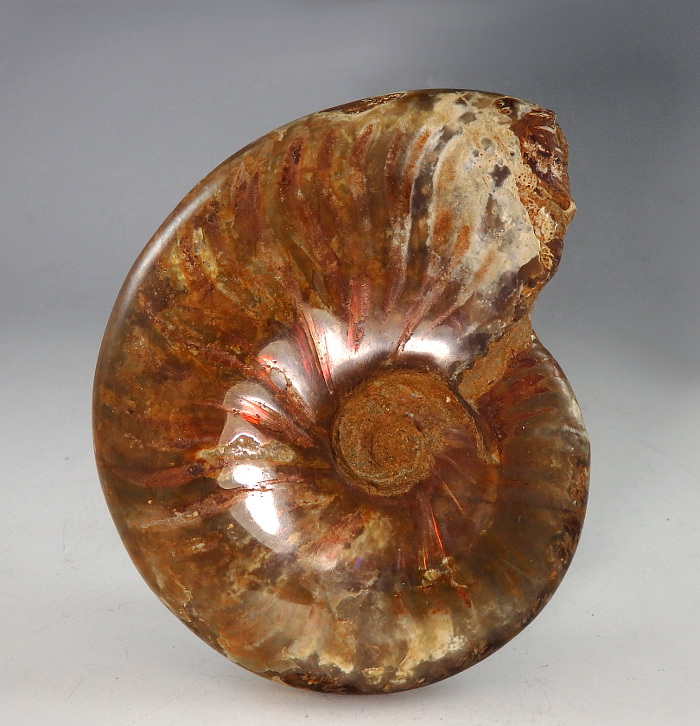 Large Polished Perisphinctes Ammonite From Madagascar - Den of Antiquity