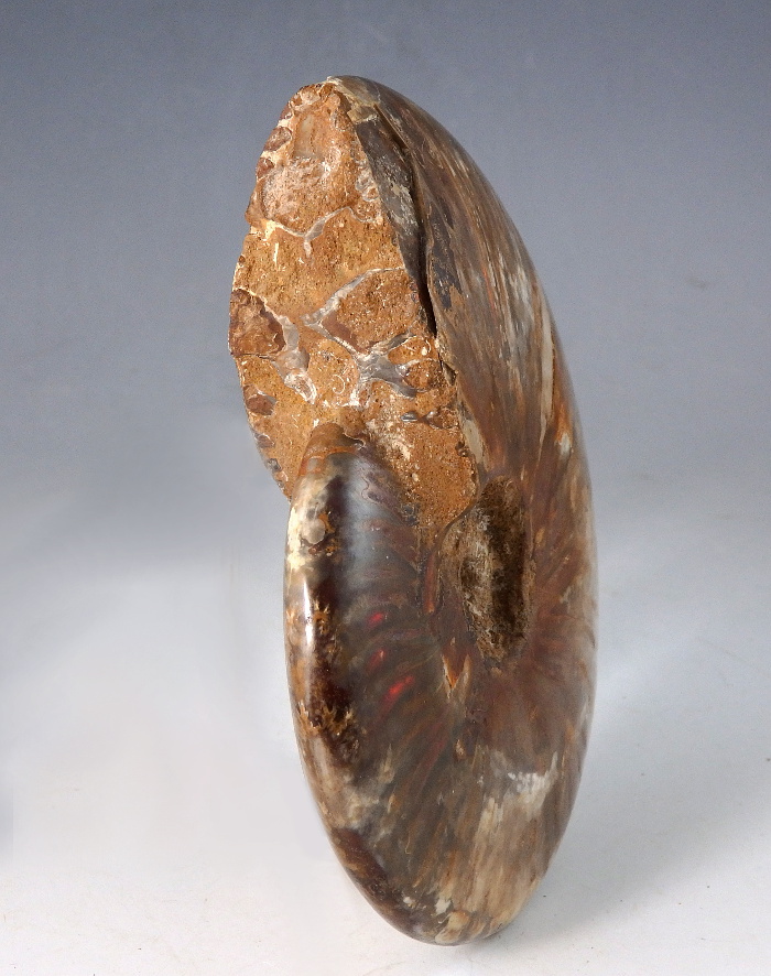 Large Polished Perisphinctes Ammonite From Madagascar - Den Of Antiquity