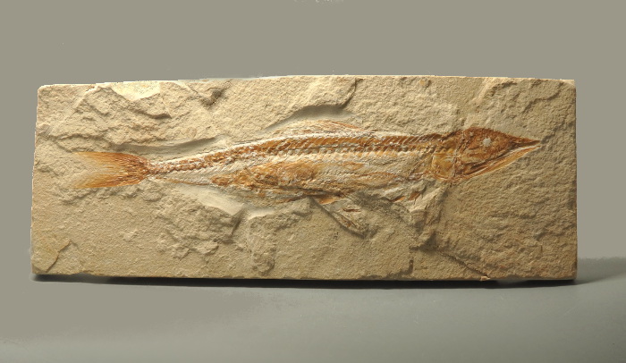 Prionolepis Cataphractus Fossil From Lebanon. Nice Example - Den of  Antiquity