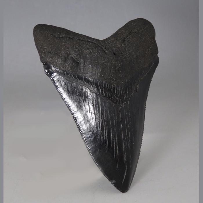 Superb Carcharocles (Carcharodon) Megalodon Tooth - Den of Antiquity